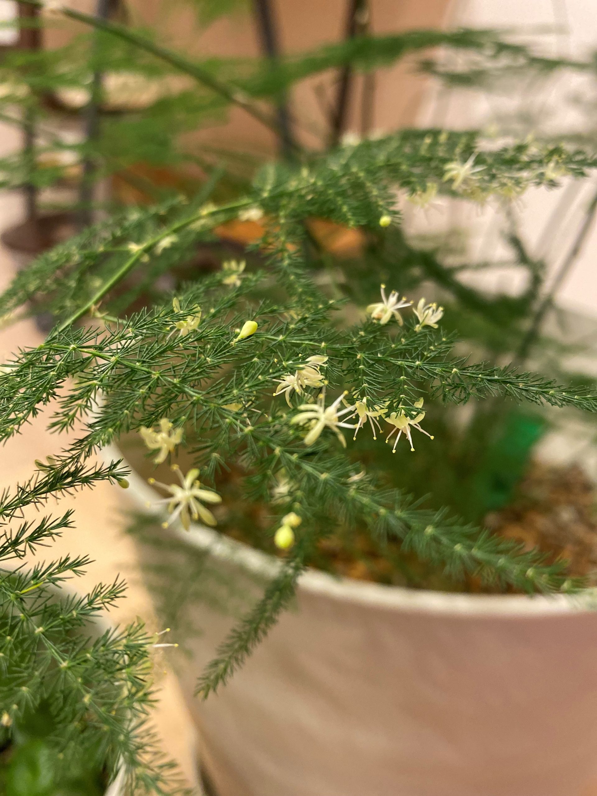 花が咲きました☆