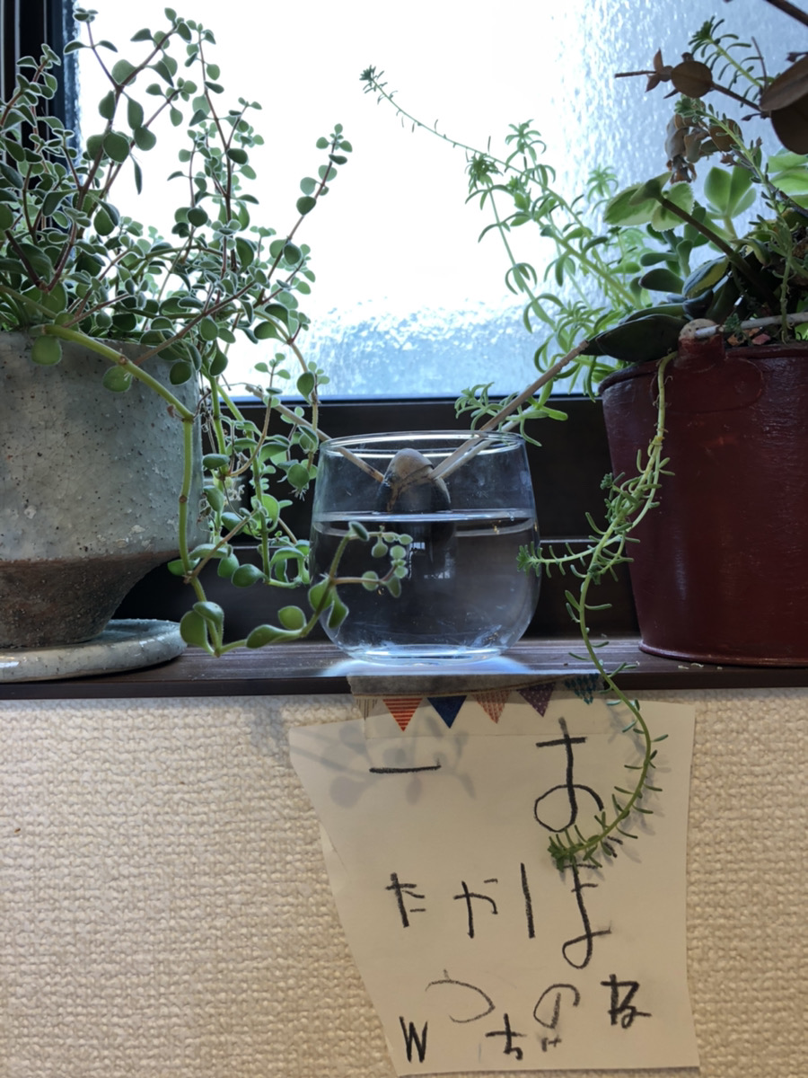 名前は「あぼかどのたねちゃん」