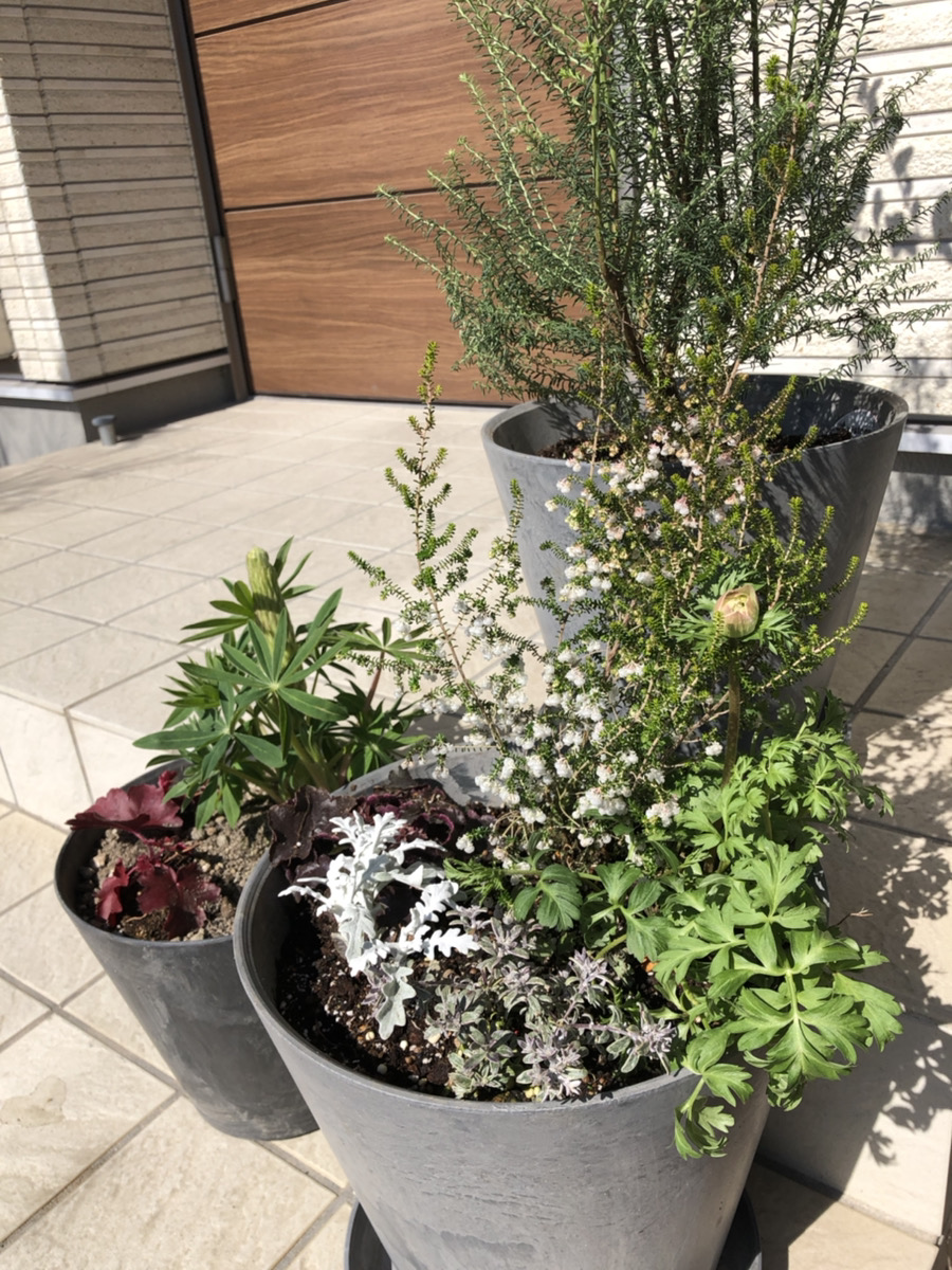 無事に咲きますように。