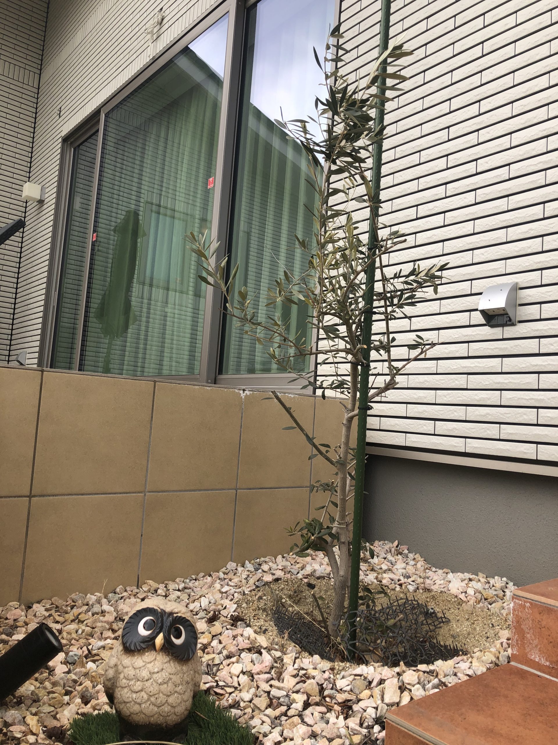 毎年剪定をして楽しみに待ってます。