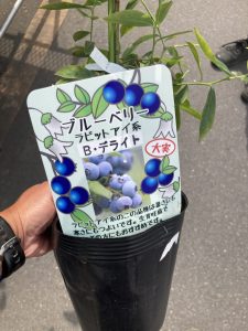 第7回はじめてでも簡単 ブルーベリー ホームセンタータイム でんえん