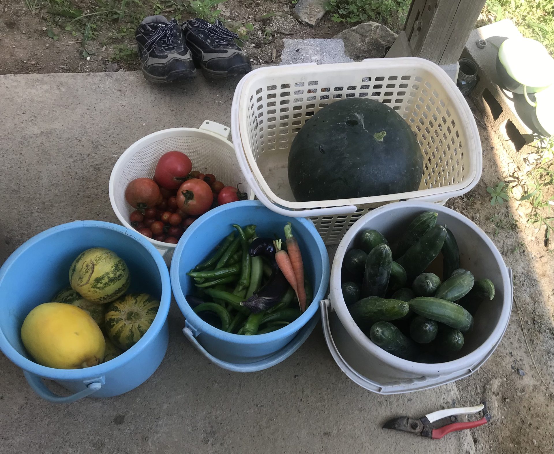 はじめての野菜づくり