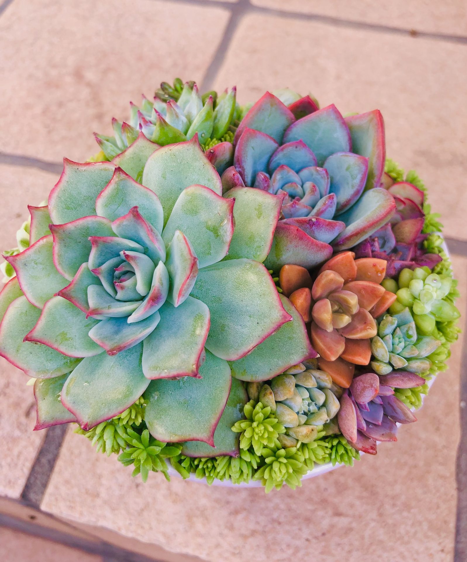 寄せ植えフォトコンテスト2022年秋【タイム賞🌼】