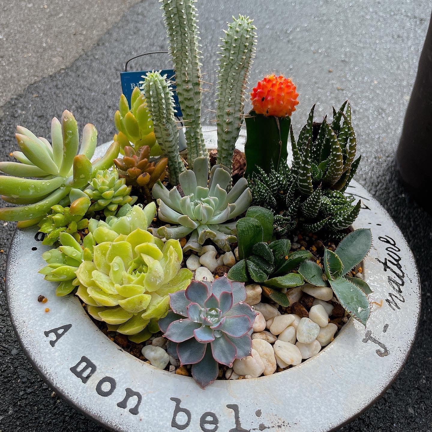 寄せ植えフォトコンテスト2022年秋【タイム賞🌼】