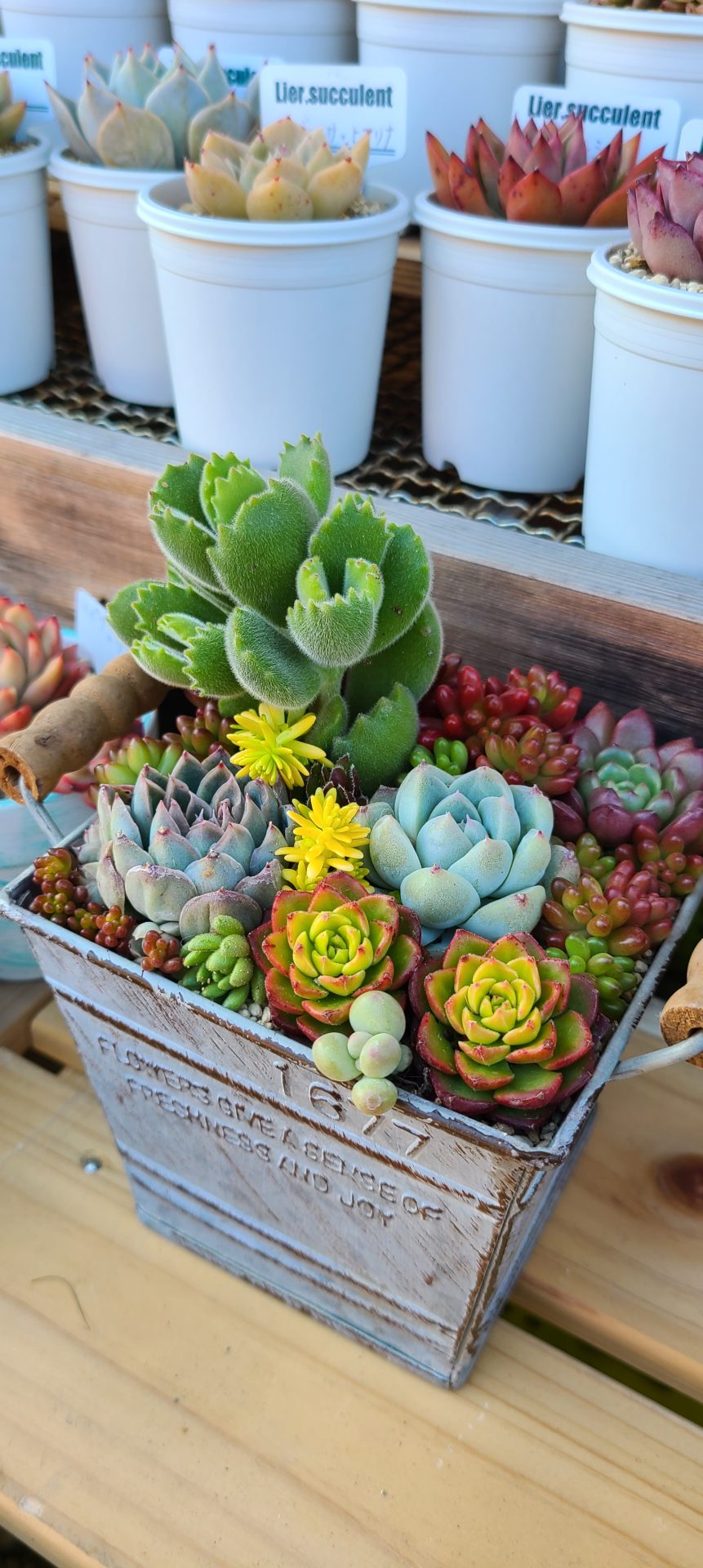寄せ植えフォトコンテスト2022年秋【タイム賞🌼】