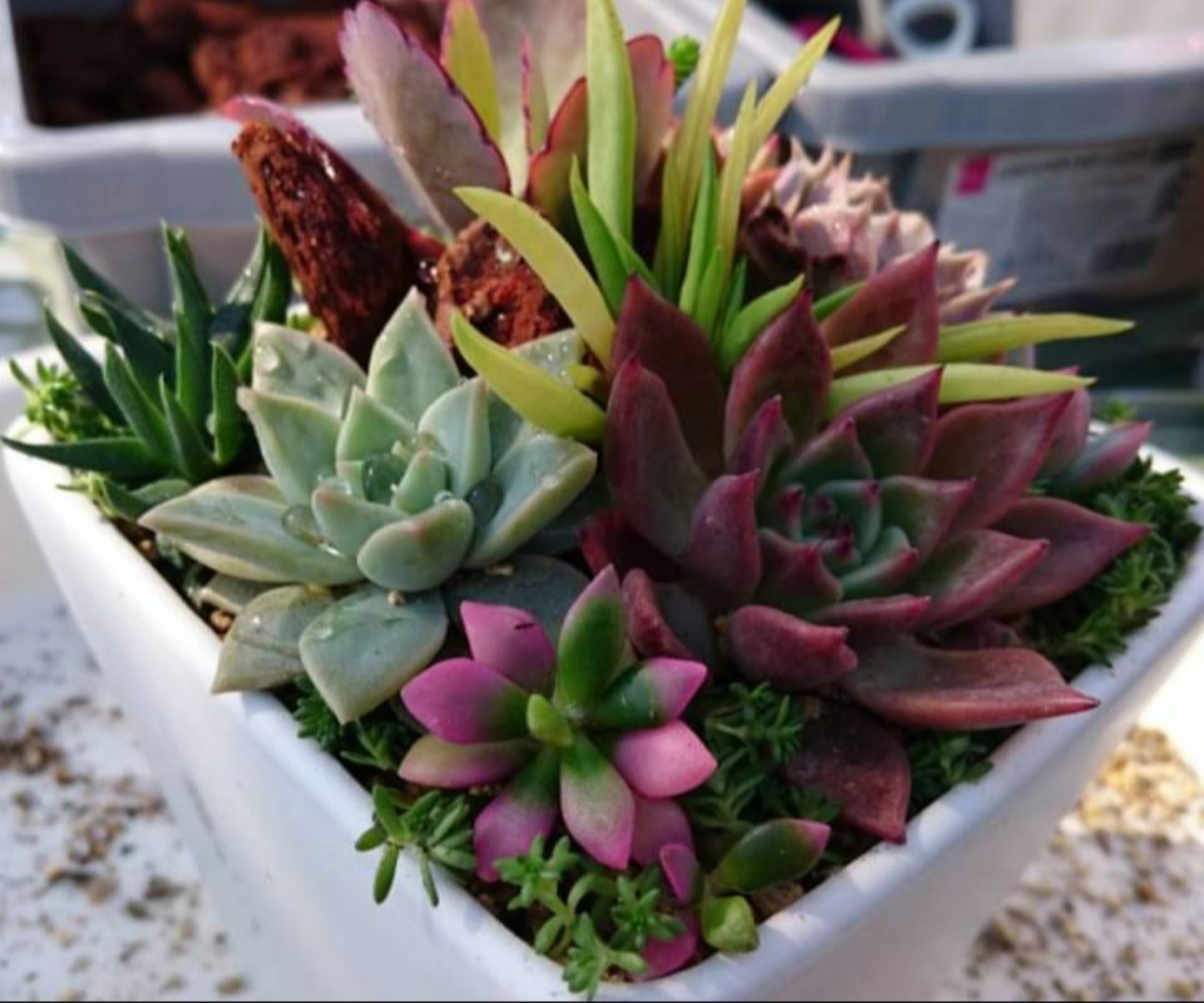 寄せ植えフォトコンテスト2022年秋【タイム賞🌼】