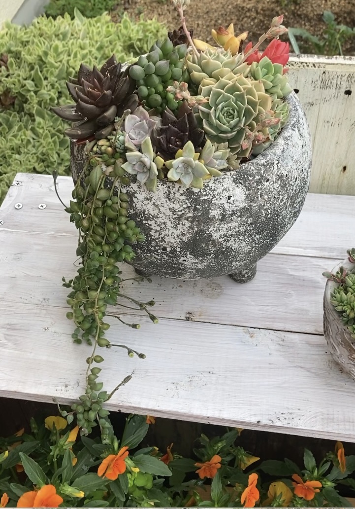 寄せ植えフォトコンテスト2022年秋【タイム賞🌼】