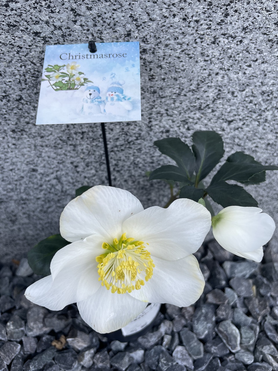 真っ白なお花