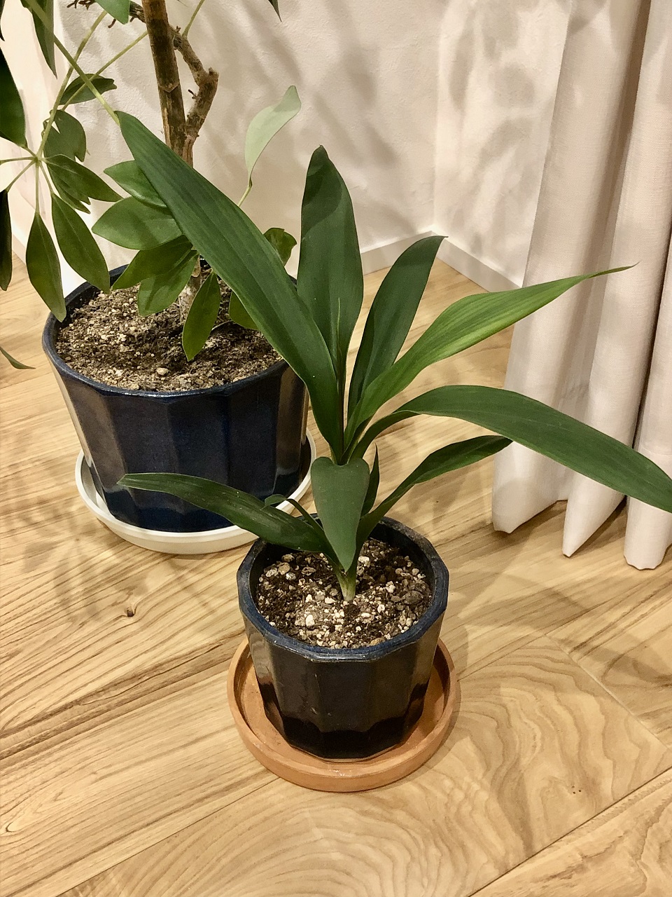 ドラセナ植えてみました♪