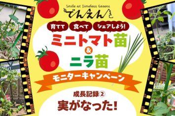 ミニトマト苗＆ニラ苗モニター 実がなった