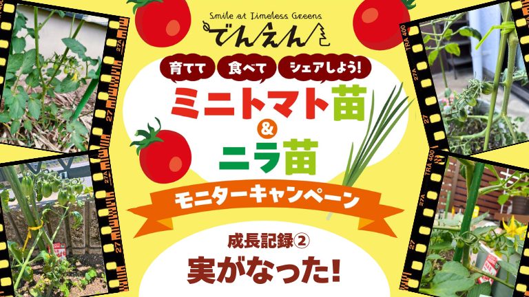 ミニトマト苗&ニラ苗モニター 実がなった